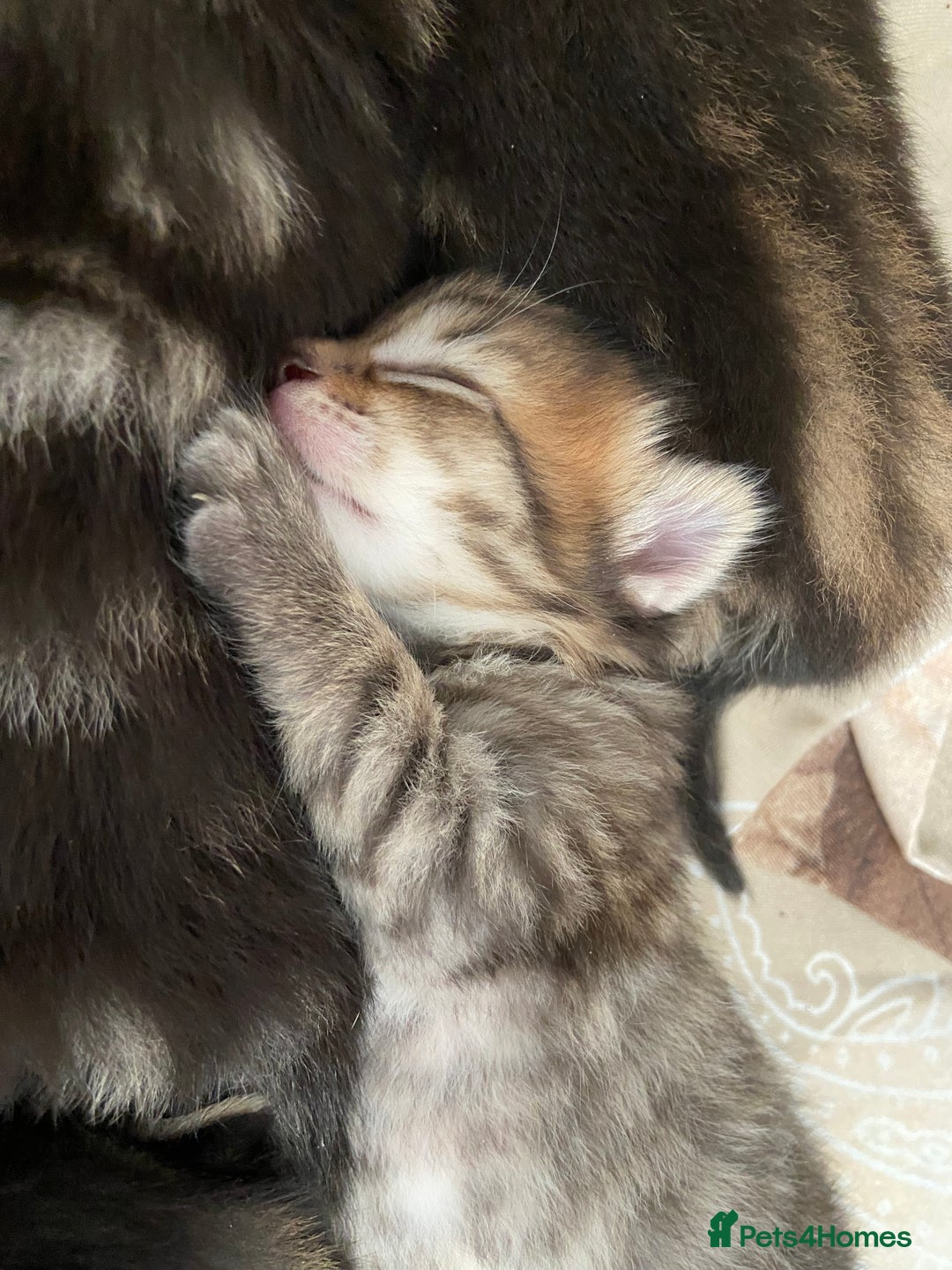 Mixed Breed cats for sale: Gorgeous tabby kittens (ONLY 1 LEFT) - Image 18