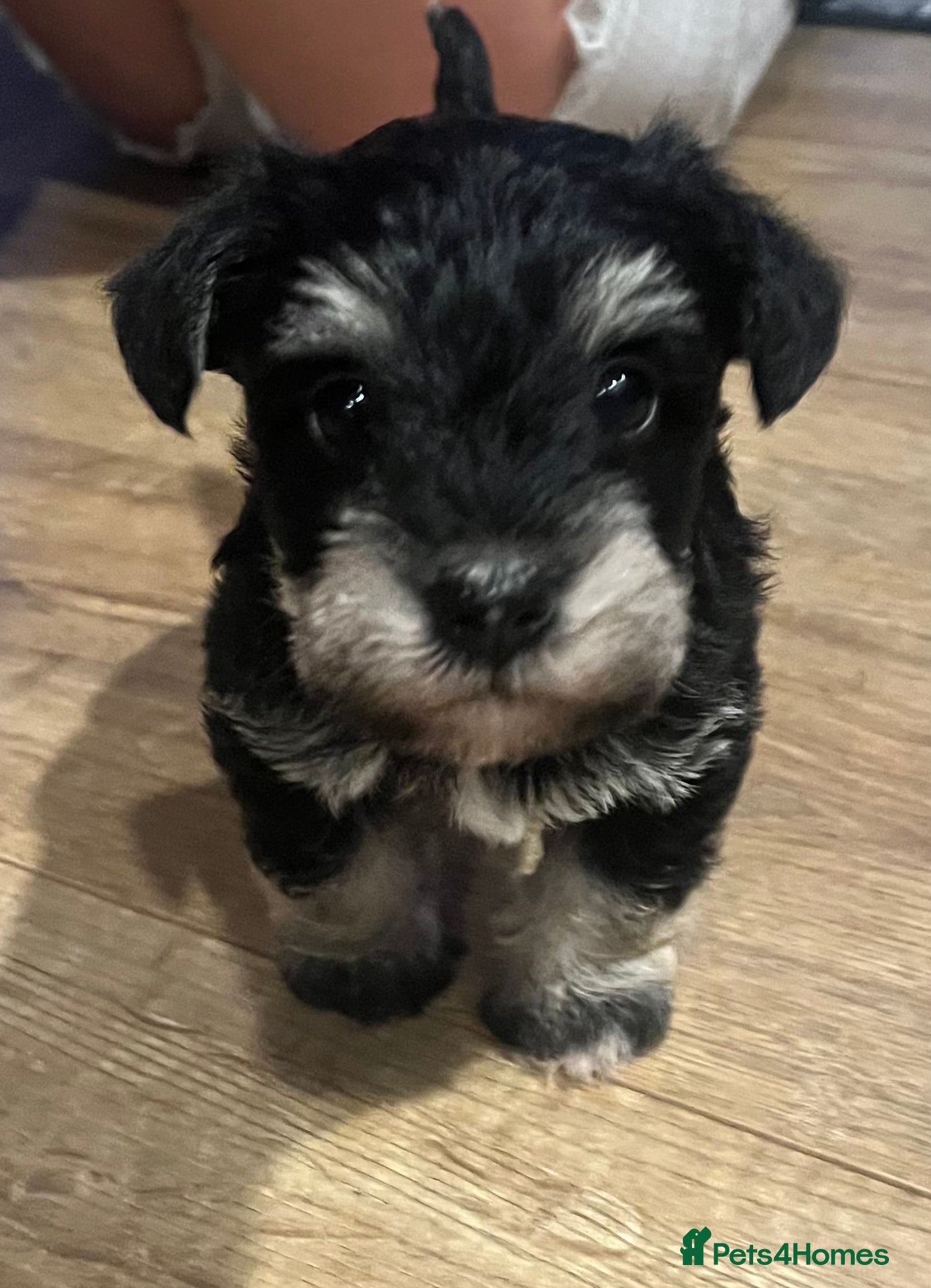 Mixed Breed dogs Schnorkie puppies - pedigree Schnauzer Dad - Advert 14