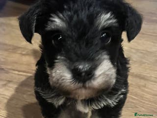 Mixed Breed dogs Schnorkie puppies - pedigree Schnauzer Dad - Advert 10