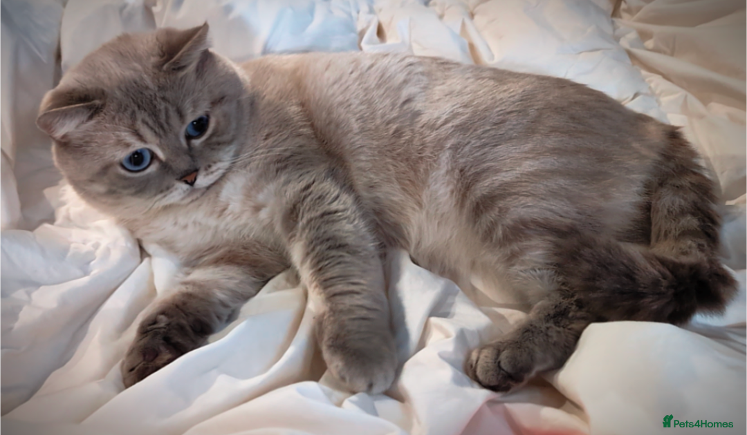 British Shorthair cats for stud: 🌊Proven STUD 🟦BSH Colourpoint King TICA/GCCF   in London - Advert 9