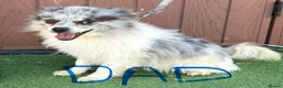 Pomeranian dogs for sale: Pomeranian Boy - Advert 9