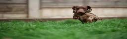 Miniature Dachshund dogs for stud: Miniature dachshund for stud. in Manchester - Advert 2