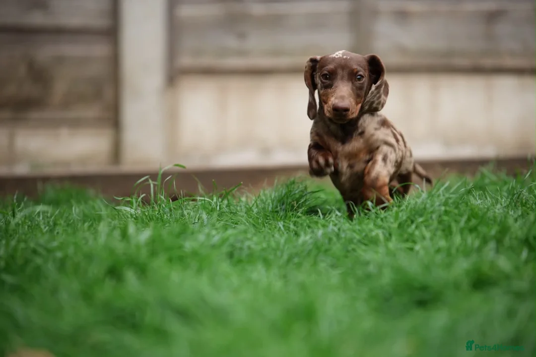 Miniature Dachshund dogs for stud: Miniature dachshund for stud. in Manchester - Advert 2