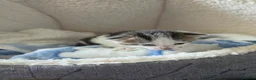 Mixed Breed cats for sale: Sweet sweet babies  - Advert 4