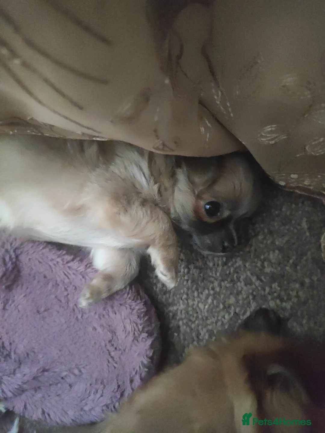 Chihuahua dogs for sale: Chihuahua in Glasgow - Advert 5