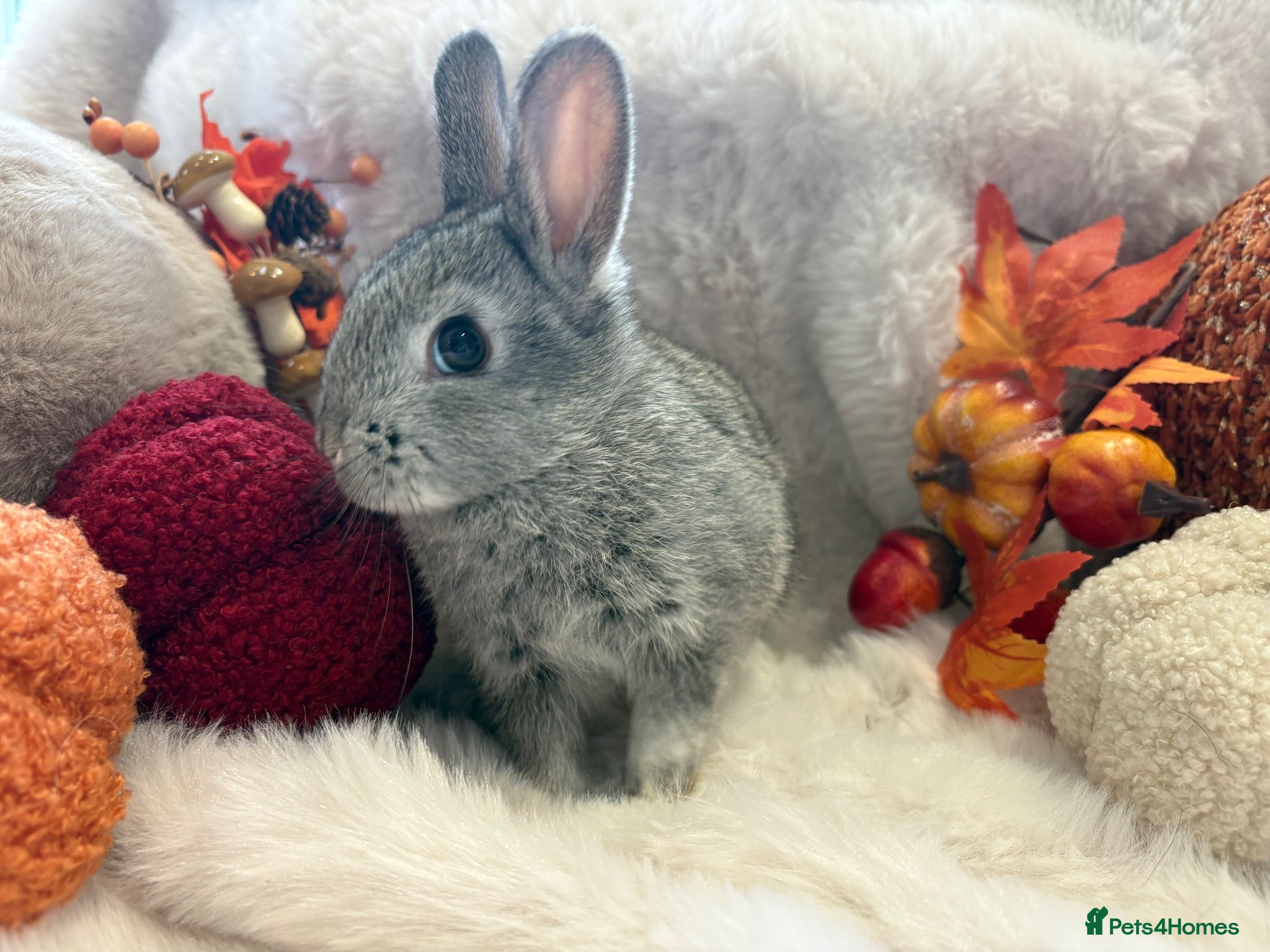 Netherland Dwarf rabbits Netherland dwarf x Rex  - Advert 8