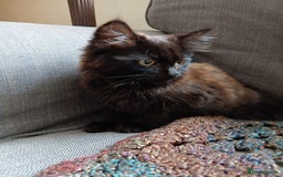 British Longhair cats for sale: Amazing fluff ball - Image 4