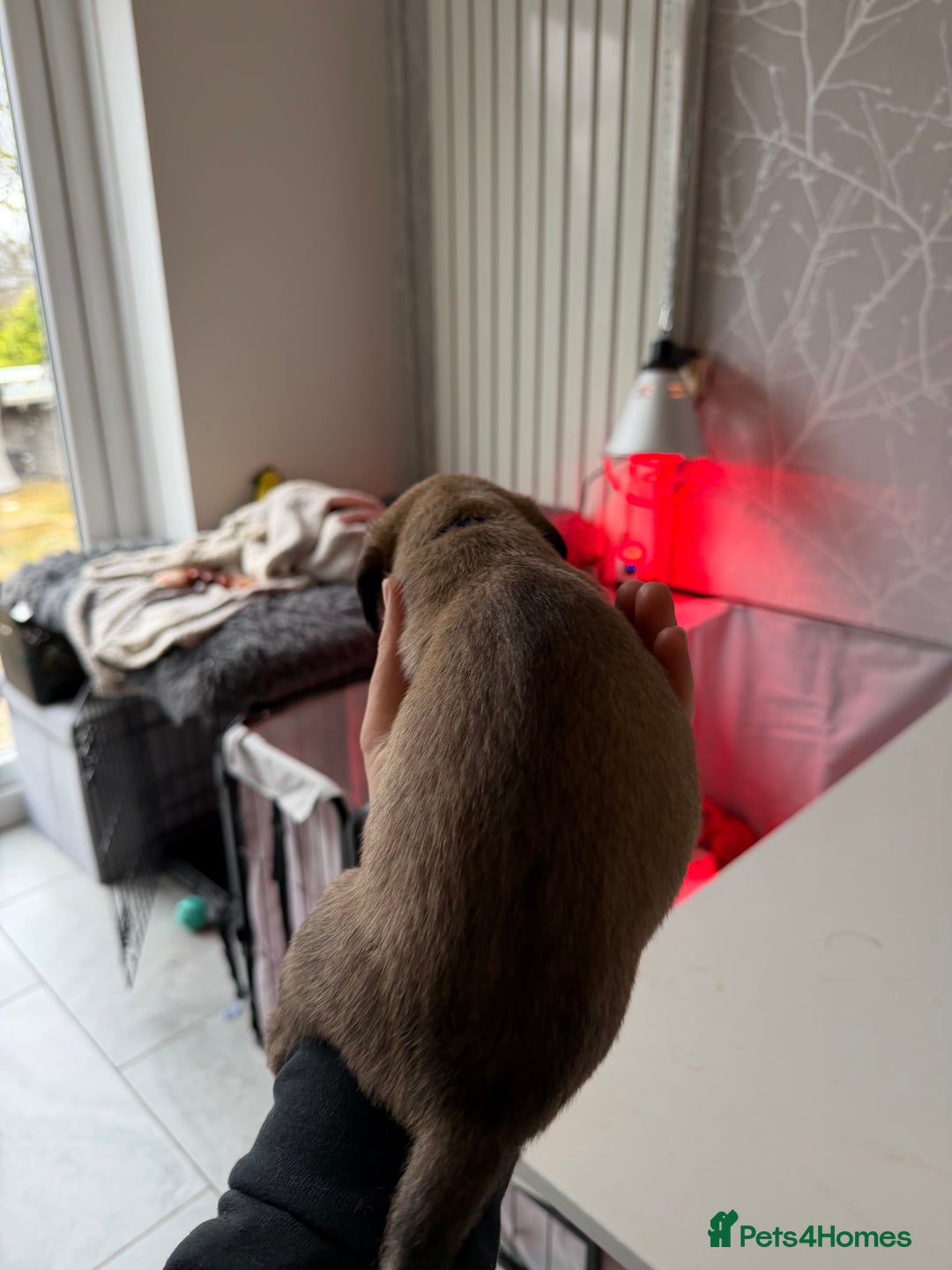 Mixed Breed dogs for sale: Bedlington x Whippet - Advert 27