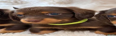 Miniature Dachshund 1