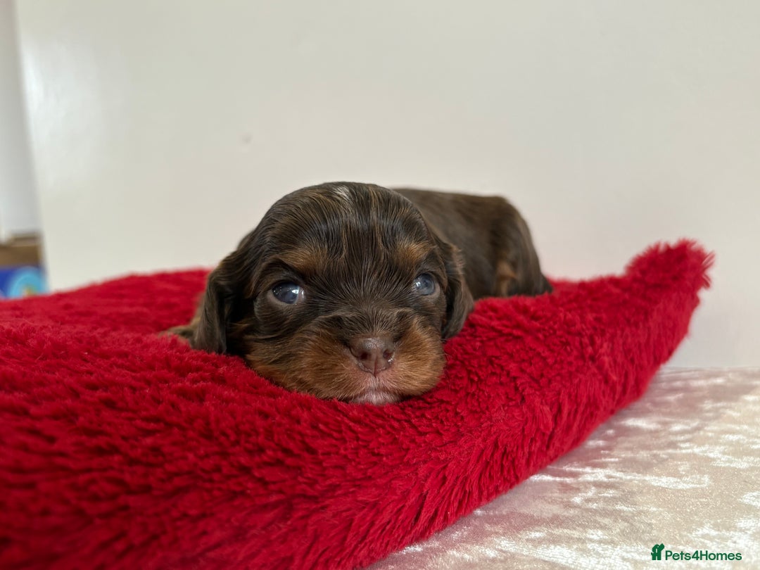 Cavalier King Charles Spaniel dogs for sale: Kc & health tested ckcs puppies - Advert 11