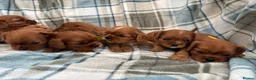 Cavalier King Charles Spaniel dogs for sale: KC registered Cavalier King Charles Spaniels  in Banbury - Advert 19