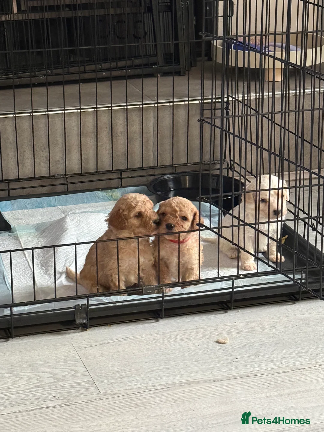 Mixed Breed dogs for sale: 8 Beautiful Cavapoochon Puppies in Bacup - Advert 10