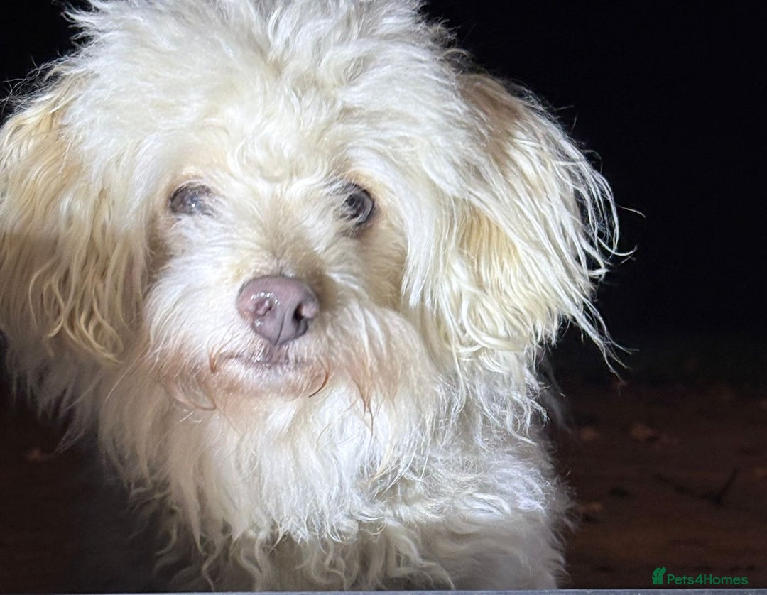 Mixed Breed dogs for adoption: A Sensitive Soul Looking for His Safe, Loving Home - Advert 21