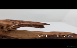 Gecko reptiles for sale: Beautiful baby crested geckos! - Image 20