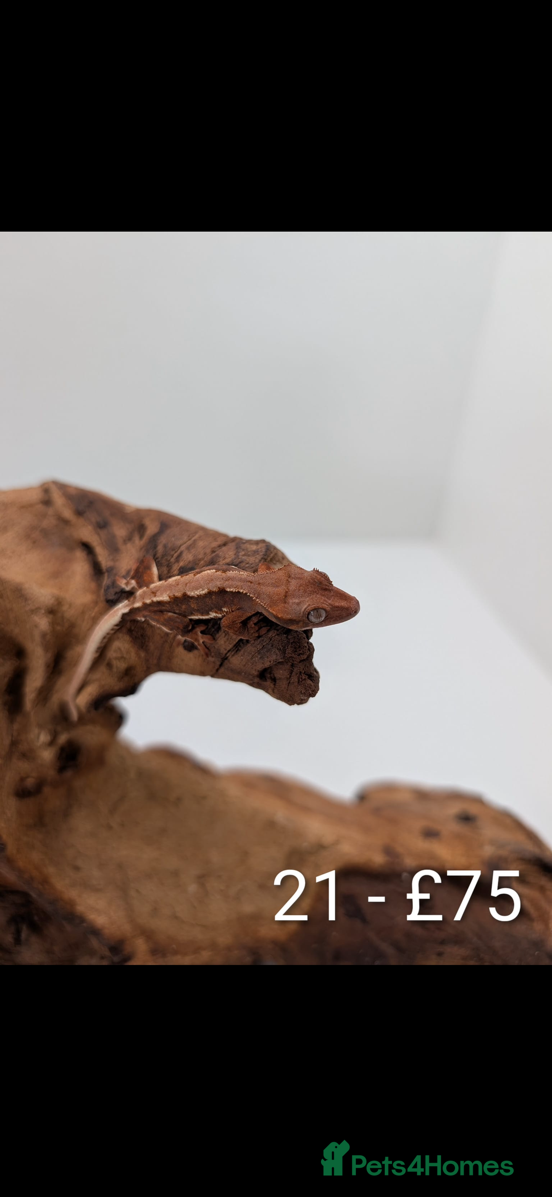 Gecko reptiles for sale: Beautiful baby crested geckos! - Image 20