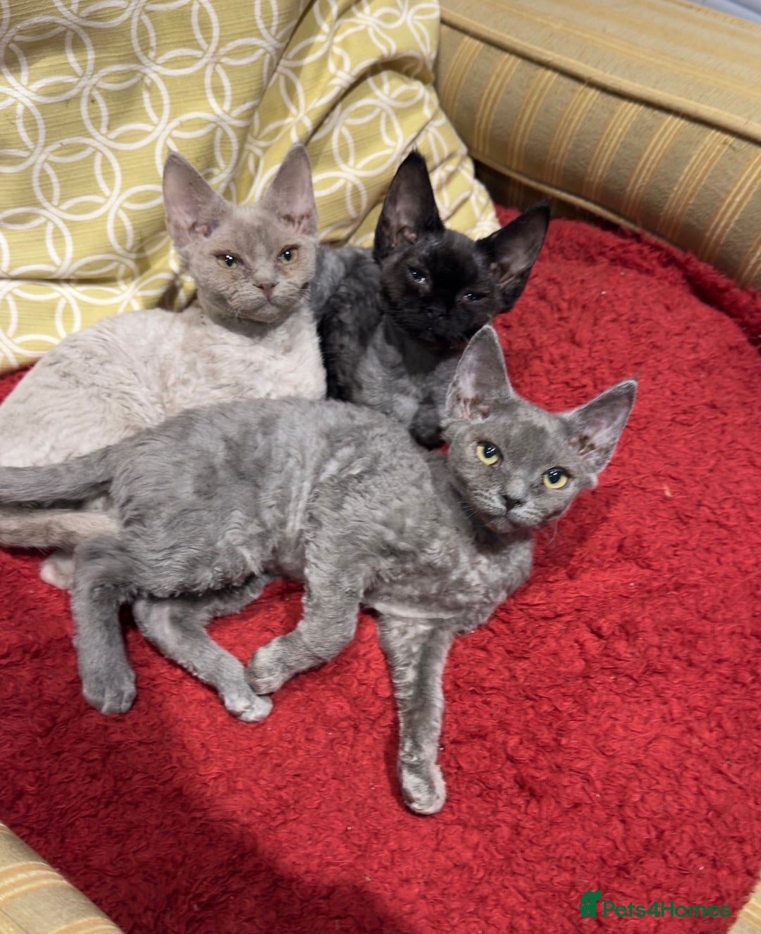 Devon Rex cats for sale: 3 Pedigree Devon Rex female kittens  - Advert 2