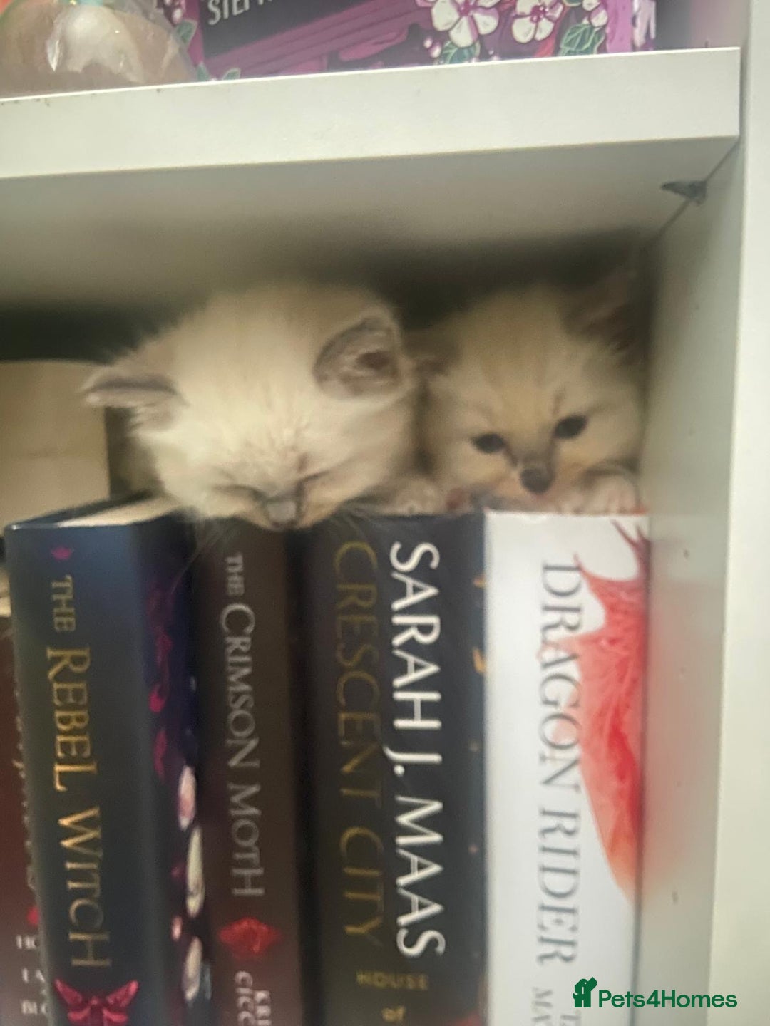 Ragdoll cats for sale: Beautiful pure ragdoll kittens  - Image 3