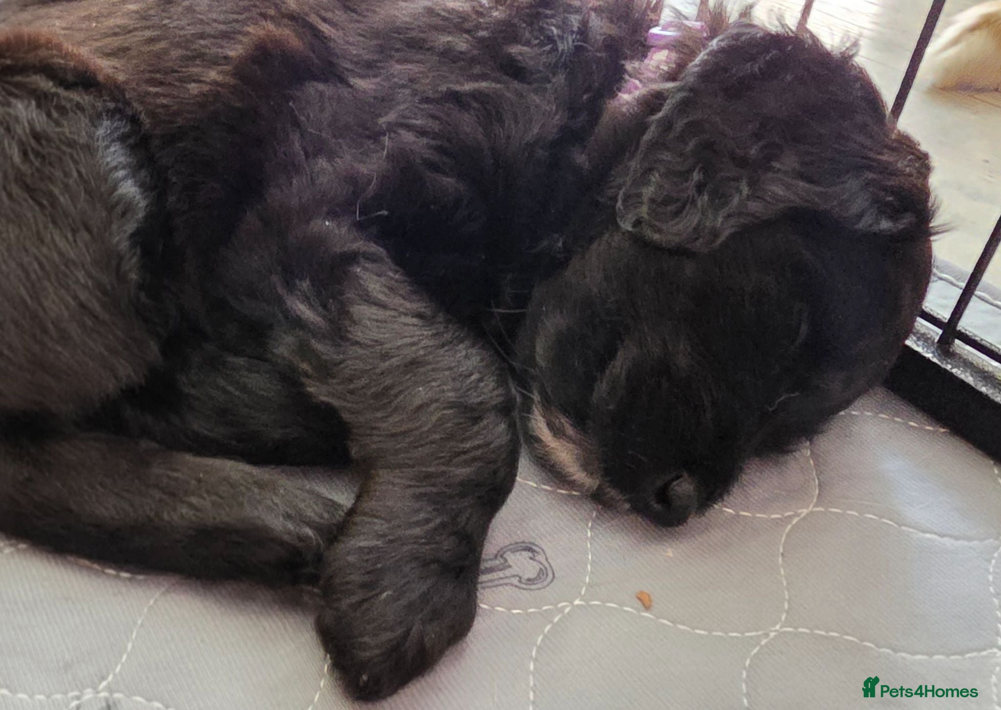 Bordoodle dogs 🐾 Last Three Cuties Looking For Their Humans 🐾 - Advert 2