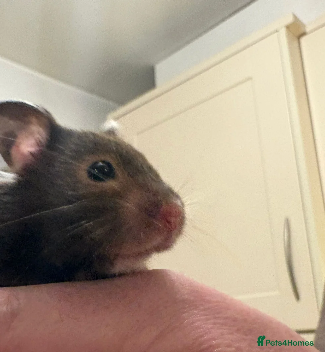Hamster rodents for sale: Beautiful hamster for sale  - Advert 3