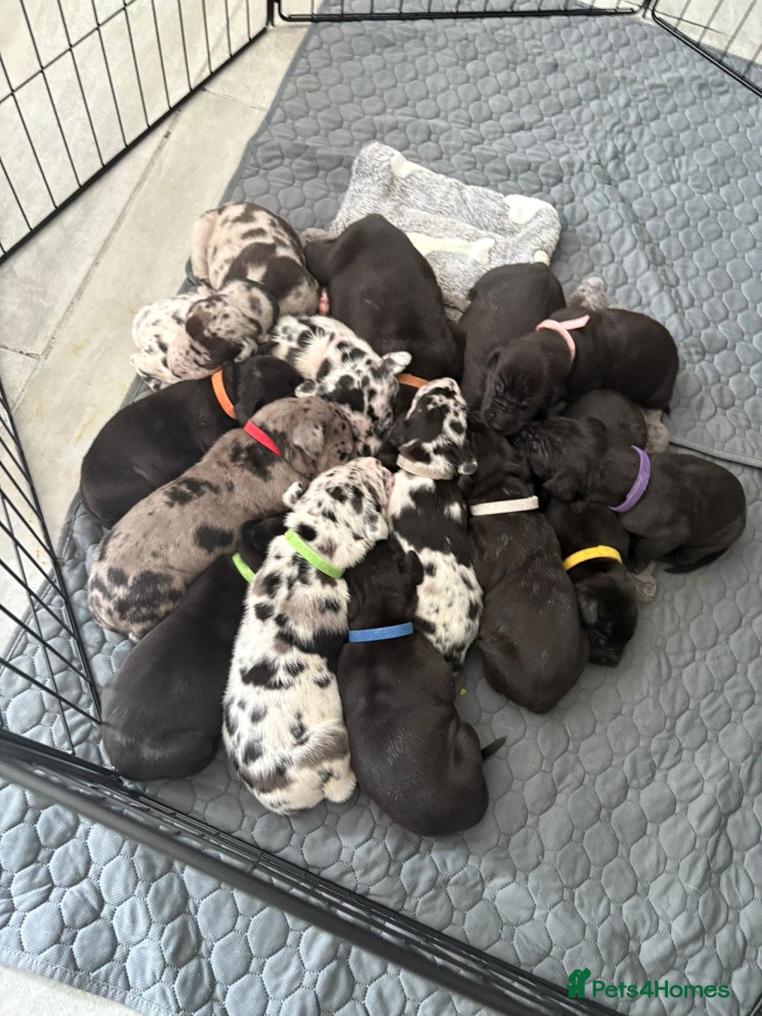 Great Dane dogs for stud: **Proven Stud** KC reg Harlequin Great Dane 2yrs - Advert 9