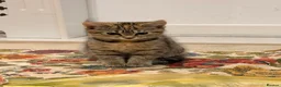 British Shorthair cats for sale: Maine coon Mix golden British short hair in London - Advert 5