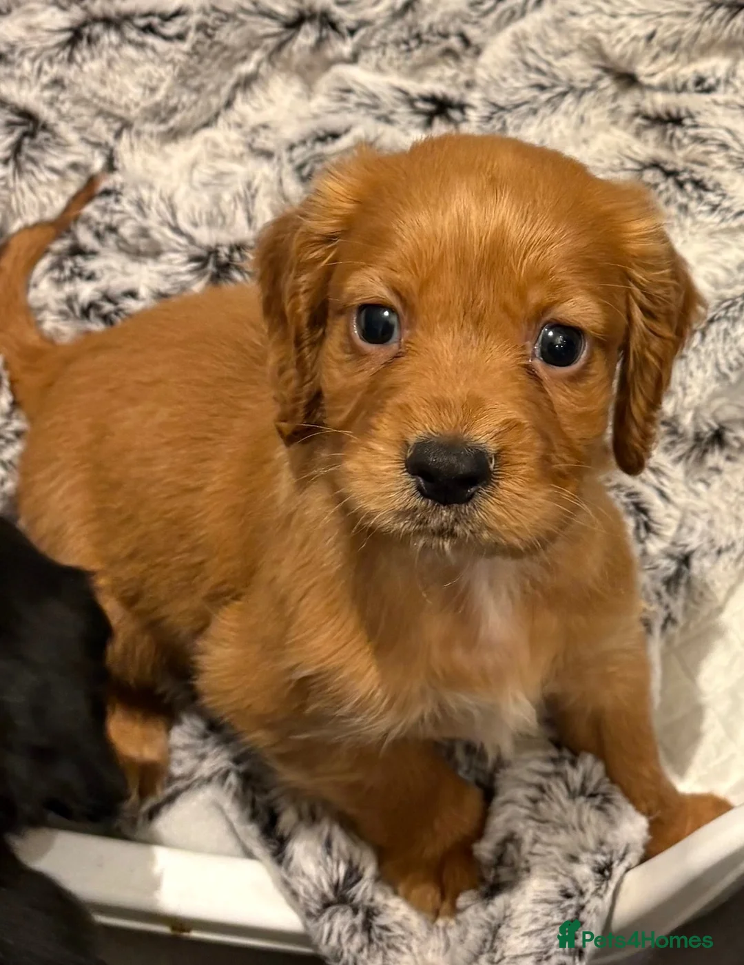 Cocker Spaniel dogs for sale: Beautiful working cocker spaniels  - Advert 20