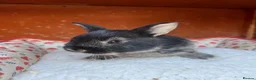 Mixed Breed rabbits for sale: Mixed Gender Rabbits - Advert 9