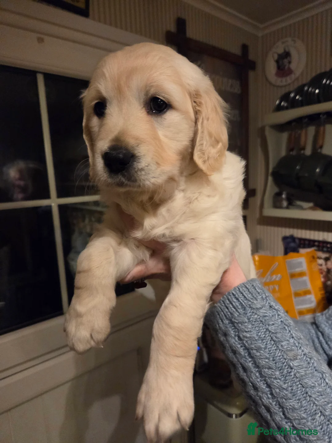 Golden Retriever dogs for sale: Bundles of Joy and Fluff - Advert 15