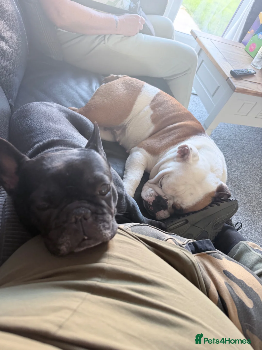 English Bulldog dogs for sale: Female English bulldog in Sheffield - Advert 2