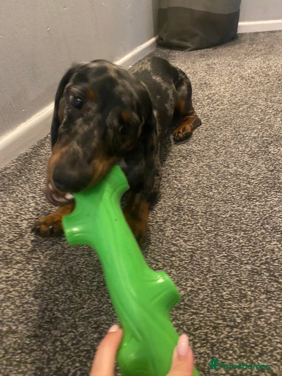 Dachshund dogs for sale: Standard dachshund  - Advert 10