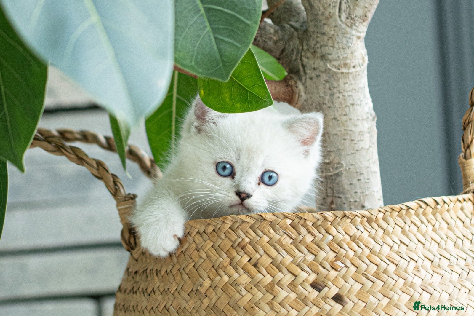 Scottish Fold cats Adorable full Pedigree Scottish Fold/Ragdoll boys - Advert 1