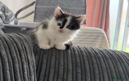Mixed Breed cats for sale: 3 beautiful fluffy kittens  - Image 7