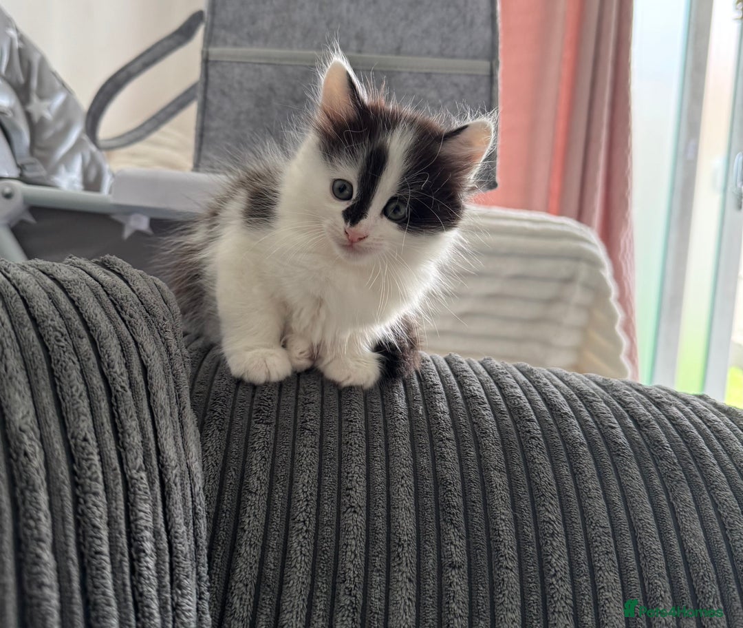 Mixed Breed cats for sale: 3 beautiful fluffy kittens  - Image 7