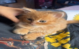 British Longhair cats for sale: 2 Very Attached Fluffy Kittens for Sale  - Image 7