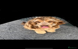 Cocker Spaniel dogs for stud: KC Reg DNA Health Tested Show Cocker Sable Stud in Doncaster - Image 2