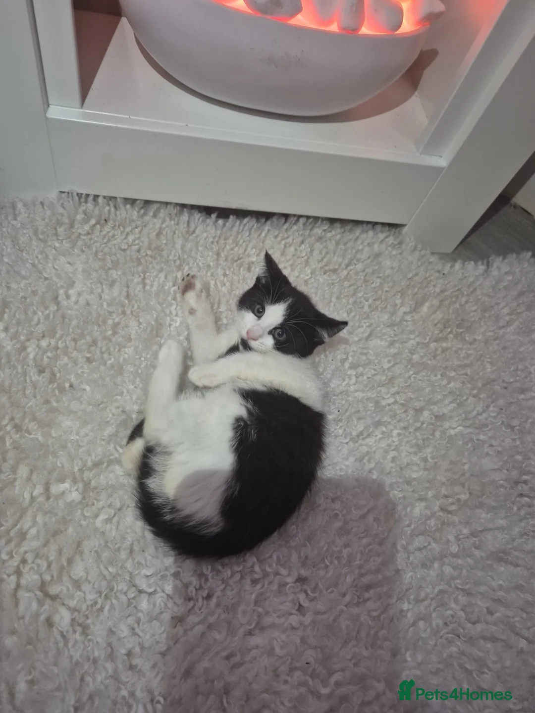 Mixed Breed cats for sale: Adorable black and white female kitten in Birmingham - Advert 2