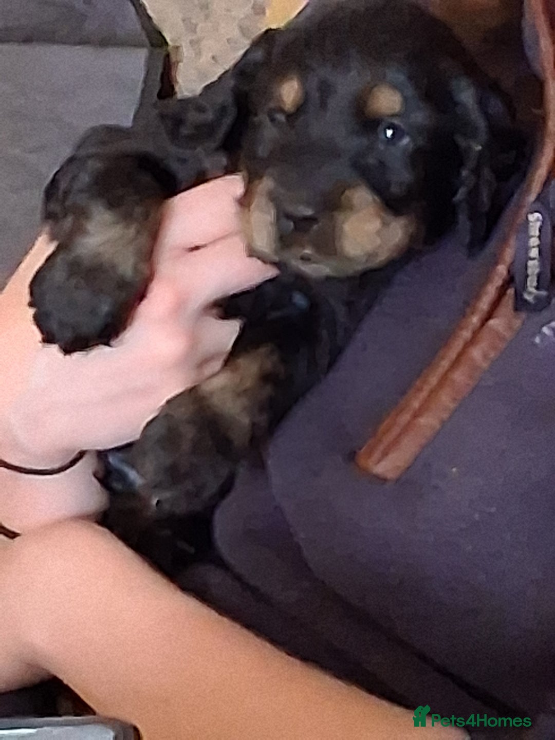 Cocker Spaniel dogs for sale: Quality show type Cocker Spaniel puppies for sale in Whitchurch - Image 7