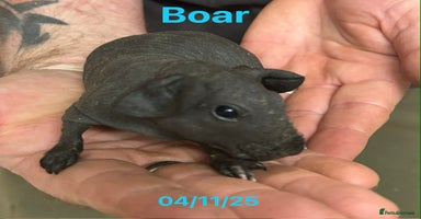 Guinea Pig rodents Skinny Pig/Werewolf Boars. Reserve Now.  - Advert 2