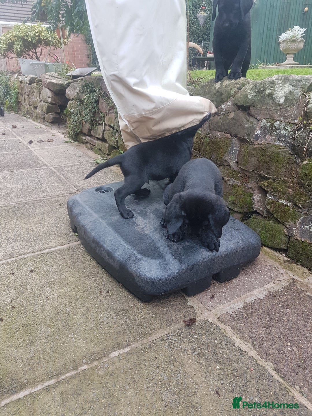 Labrador Retriever dogs for sale: KC Registered Labrador puppies  - Image 9