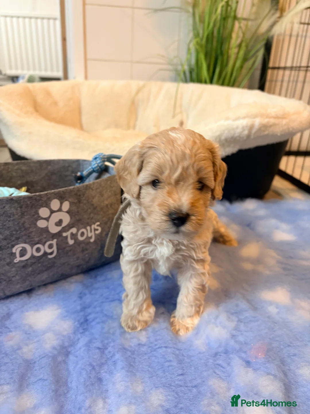 Cockapoo dogs for sale: F1B cockapoos last boy left  - Advert 19