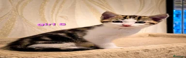 GIRL 5 – “The Princess of the Cat Tree”