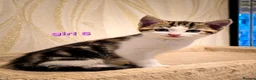 Mixed Breed cats for sale: 8 Adorable Kittens Looking for Their New Homes - Advert 9