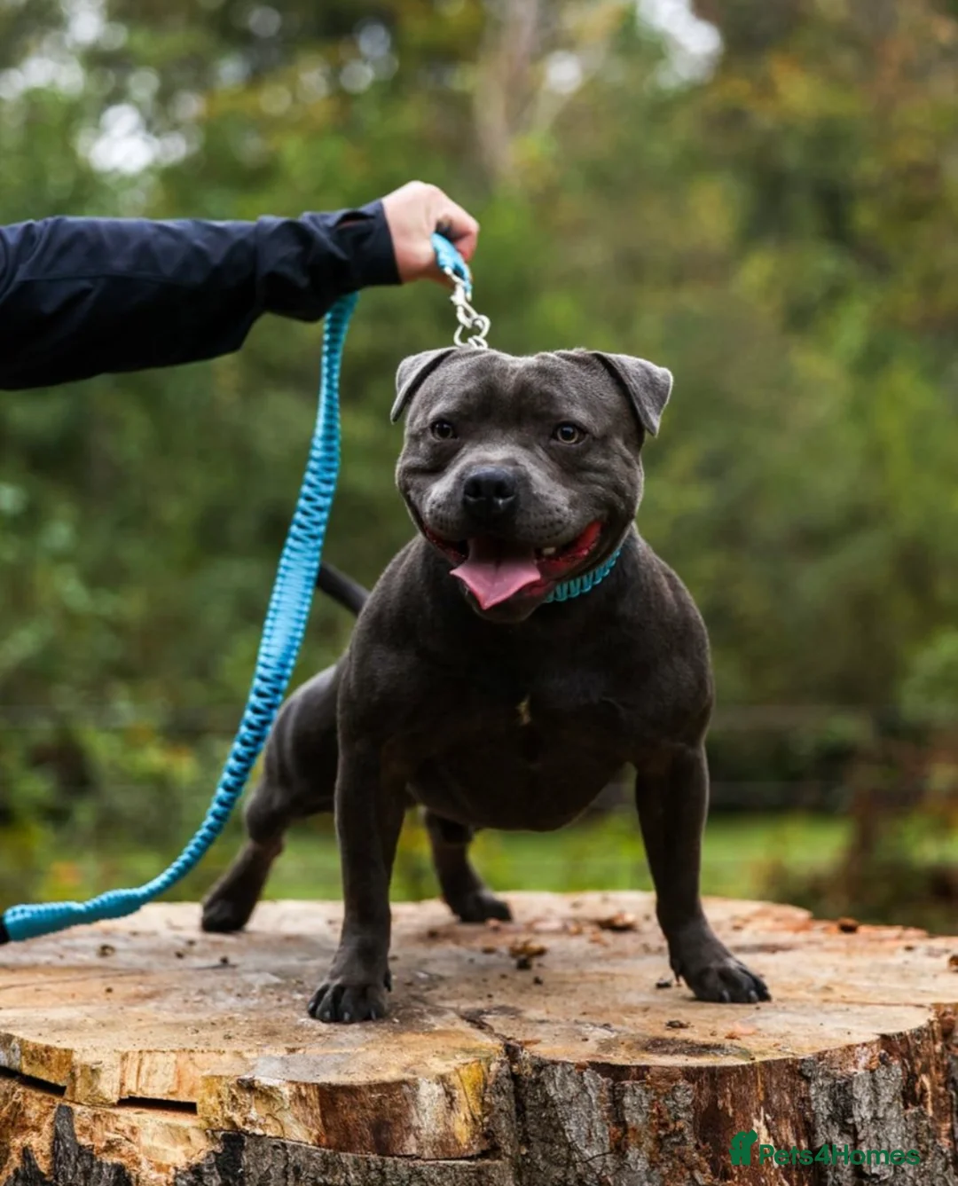 Staffordshire Bull Terrier dogs for sale: Staffordshire Bull Terrier Pups for Sale 🩶 - Advert 7