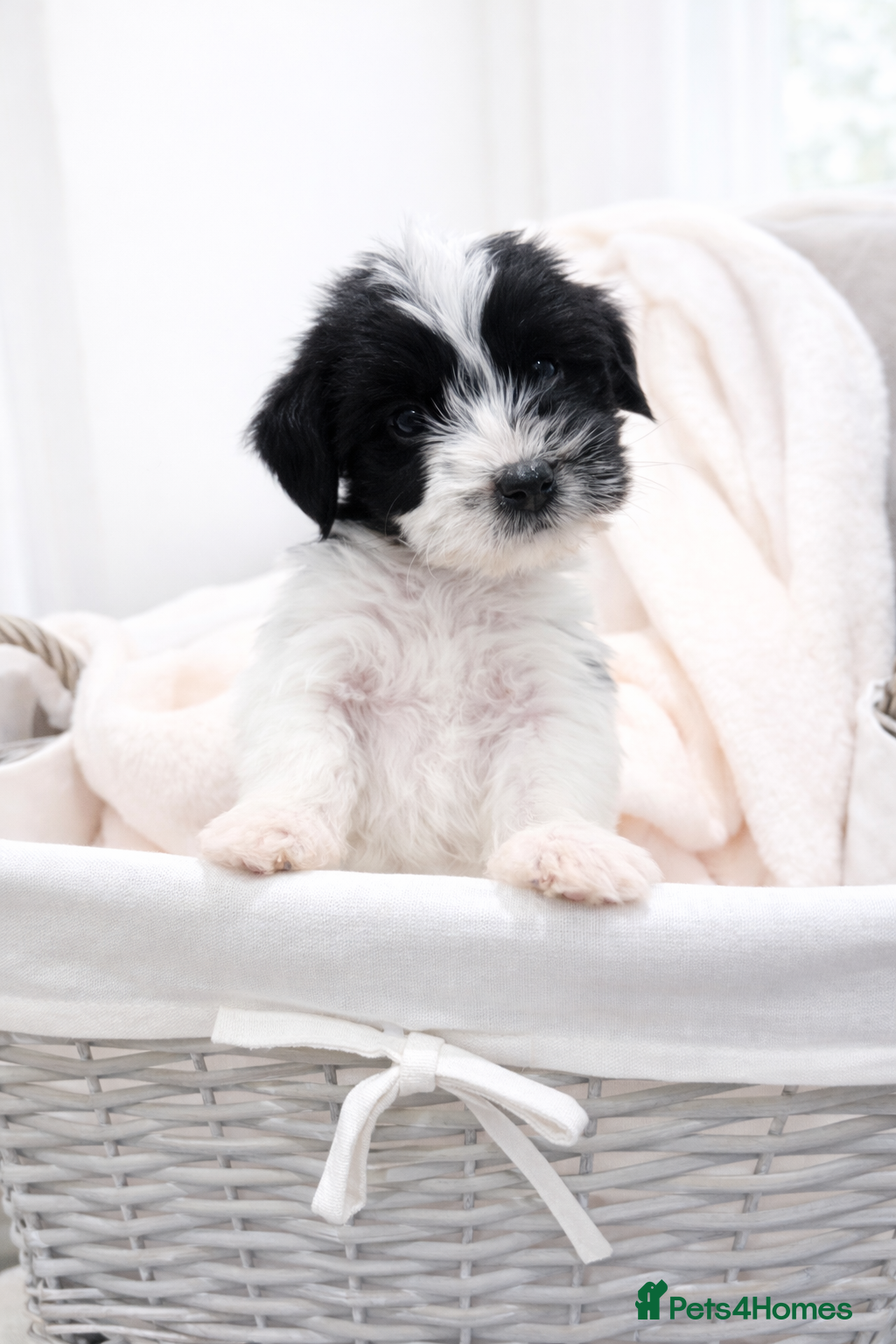 Jackapoo dogs Beautiful Jackapoo Puppies 🐾 - Advert 2