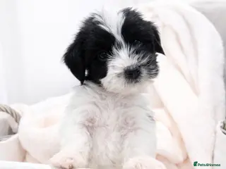 Jackapoo dogs Beautiful Jackapoo Puppies 🐾 - Advert 1