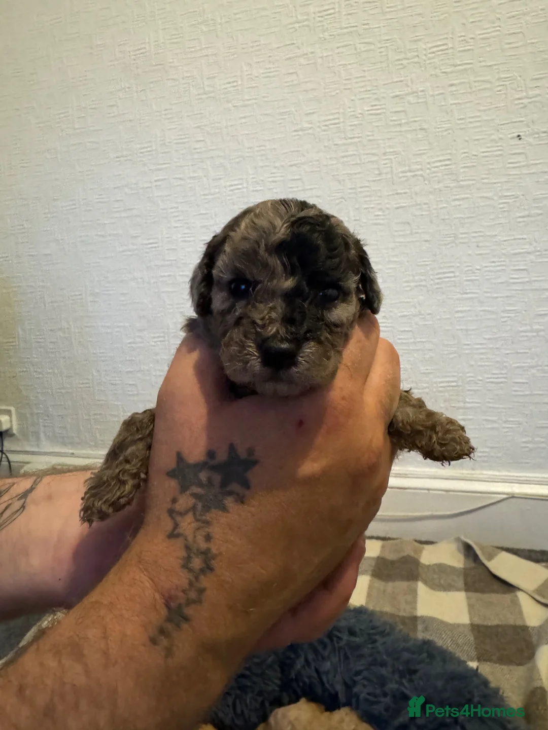Cockapoo dogs for sale: Stunning F2 cockapoos in Whitehaven - Advert 23