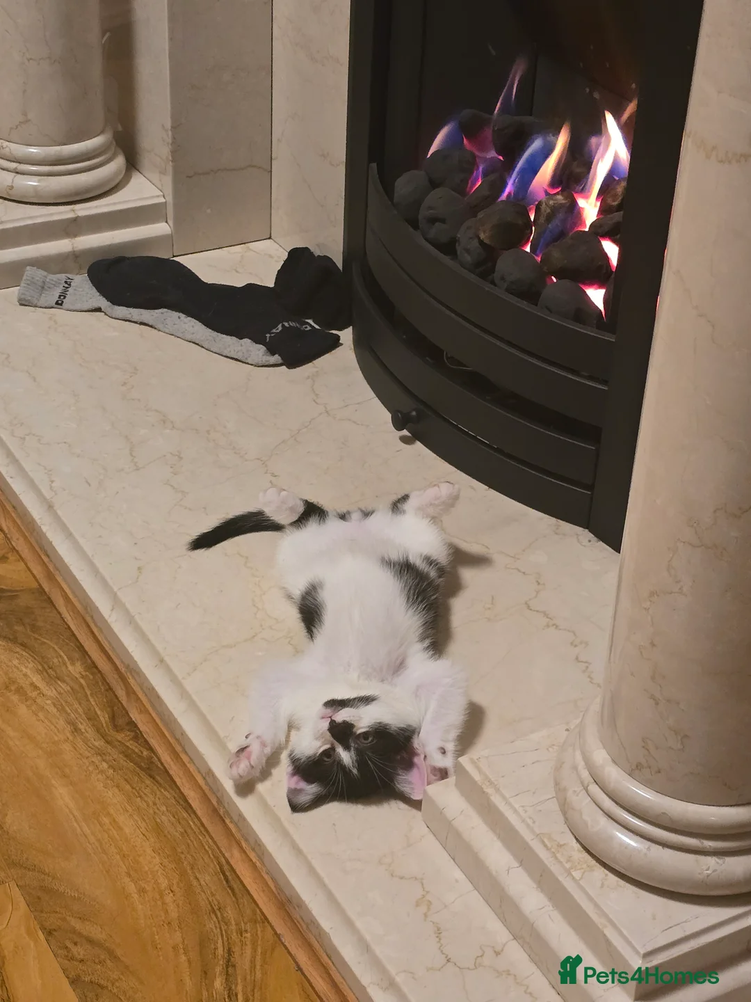 Domestic Shorthair cats for sale: 2 kittens - Advert 2