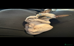 Sphynx cats for sale: sphynx canadian kittens ready to leave now  - Image 4