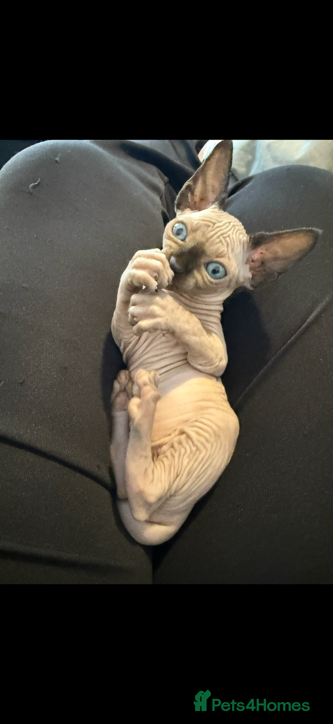 Sphynx cats for sale: sphynx canadian kittens ready to leave now  - Image 4