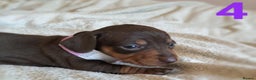 Miniature Dachshund dogs for sale: Stunning Miniature Dachshund Puppies 2 Week Old - Advert 14